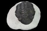 Pedinopariops Trilobite - Mrakib, Morocco #138088-4